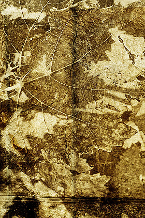 Vine Leaf - Nr. Villebois Lavalette, Charente