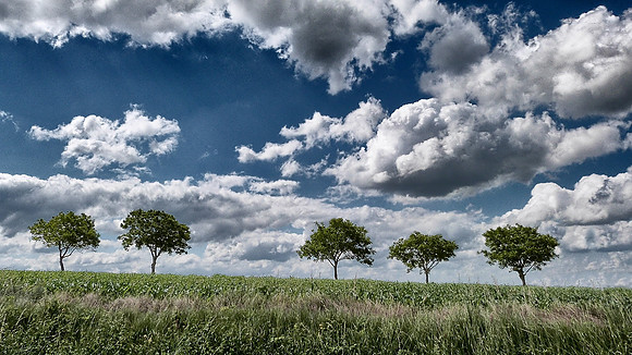 © Diane Bedbrook - III