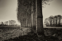 Trees III - Near Cherval