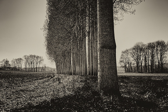 Trees III - Near Cherval