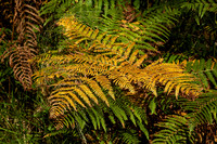 Bracken - Vaux-Lavalette