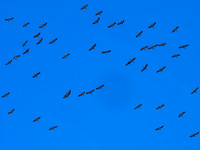 Cranes over the Studio 2 - Villebois-Lavalette