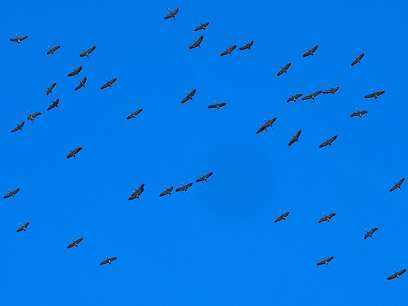 Cranes over the Studio 2 - Villebois-Lavalette