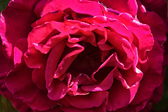 Rose 6 - Studio Lavalette