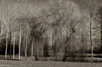Weeping Willow - Nanteuil