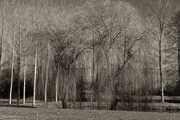 Weeping Willow - Nanteuil