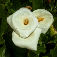 BZ2R3360_Sharp