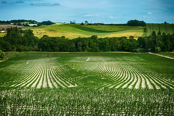 Corn Field - St Paul Lizonne